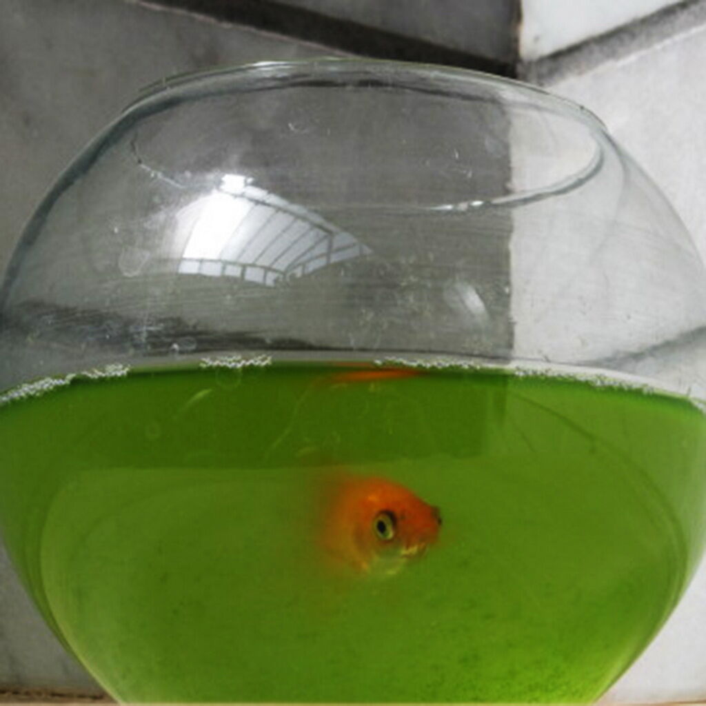 Photograph by Iranian Adolescent Selected at UN Artistic Environment Competition
