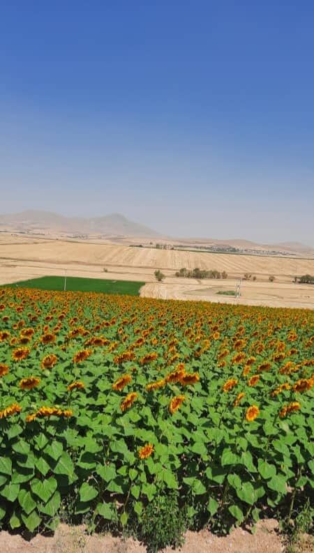 ژینا مفاخری