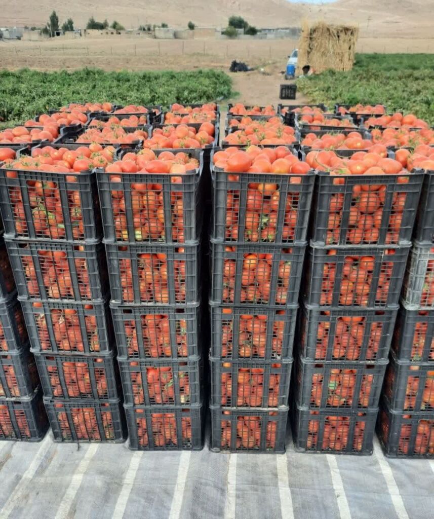 نفرات برگزیده سومین مهرواره منطقه ای عکس برداشت محصول معرفی شدند