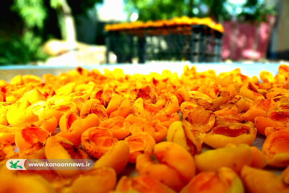 نفرات برگزیده سومین مهرواره منطقه ای عکس برداشت محصول معرفی شدند