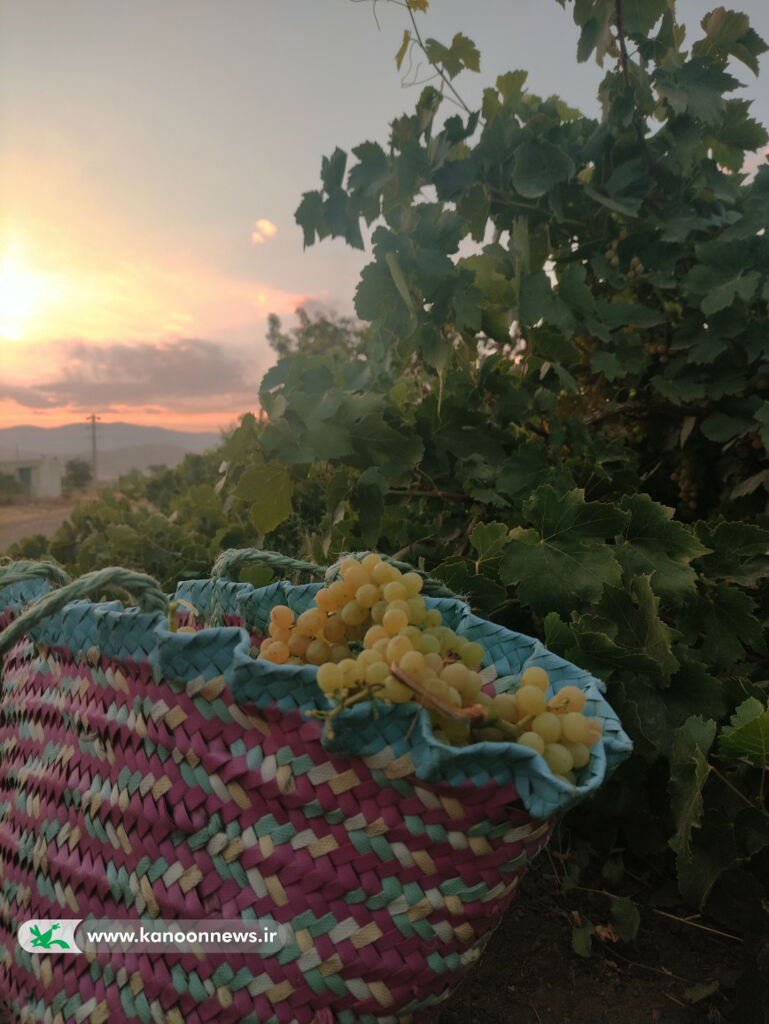 نفرات برگزیده سومین مهرواره منطقه ای عکس برداشت محصول معرفی شدند