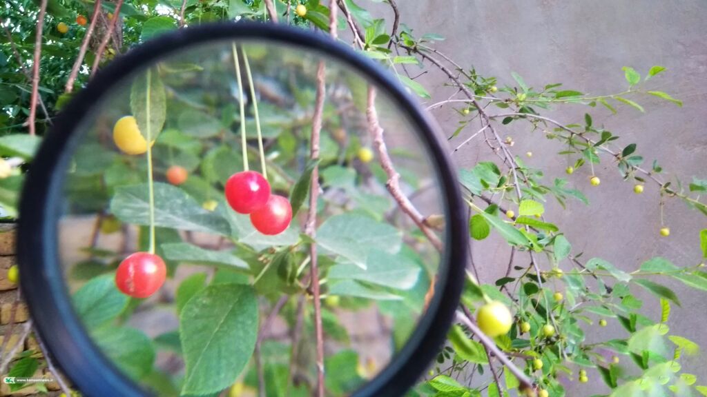 نفرات برگزیده سومین مهرواره منطقه ای عکس برداشت محصول معرفی شدند