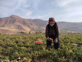 اعضای مراکز کانون استان کردستان در مهرواره منطقه ای عکس برداشت محصول همدان برگزیده شدند