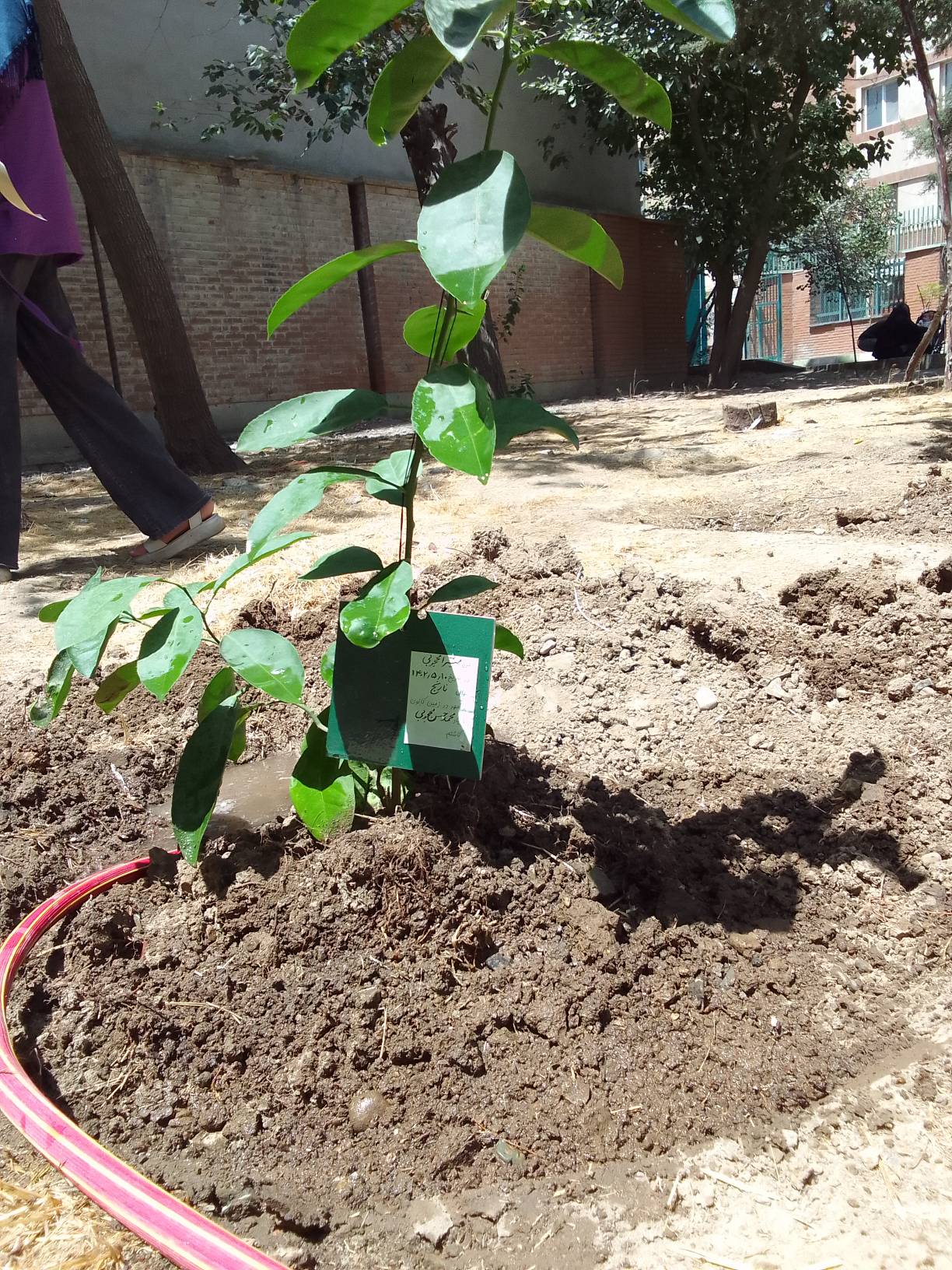«نذر کاشت نهال» در مرکز 25 کانون