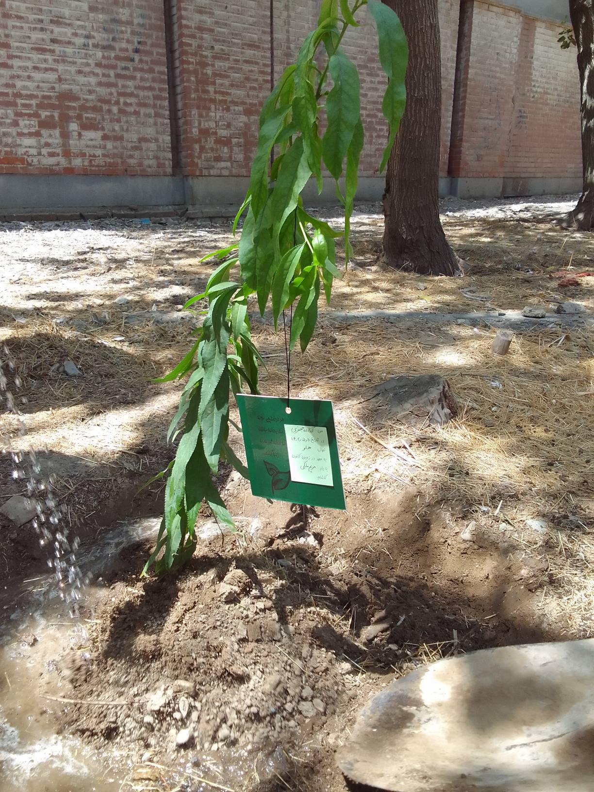 «نذر کاشت نهال» در مرکز 25 کانون