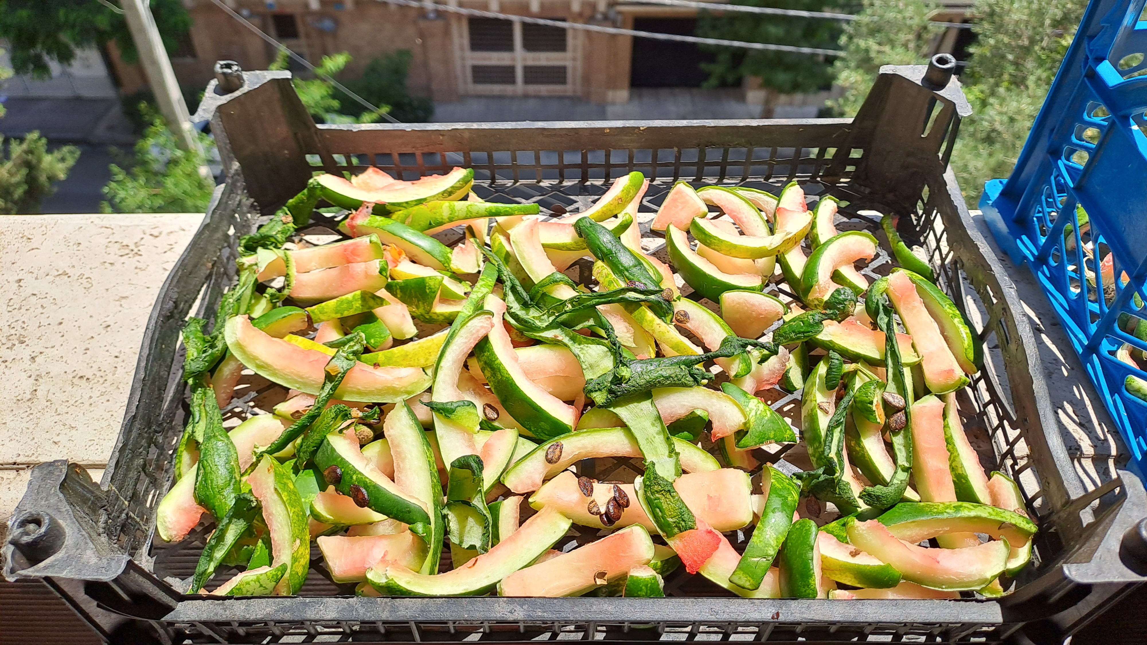 «من زمین را دوست دارم»