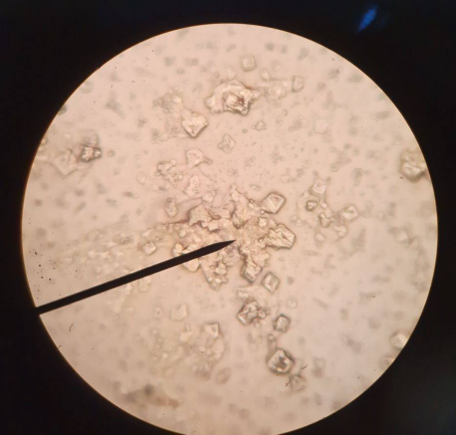 در چهارمین جلسه انجمن زیستشناسی سلولهای بنیادی رنگ آمیزی شدند.