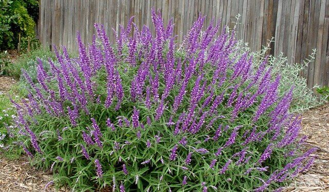 بازدید کانونیاران همدان از باغ گیاهان دارویی بوعلی سینا