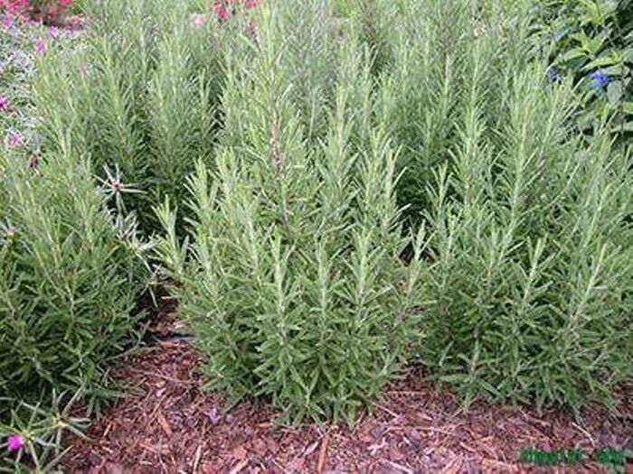 بازدید کانونیاران همدان از باغ گیاهان دارویی بوعلی سینا