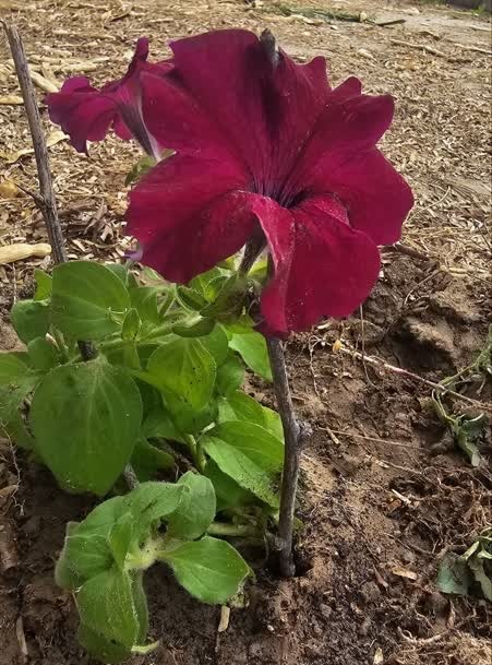 کاشت بوتههای اطلسی در پارک نونهال بندرعباس