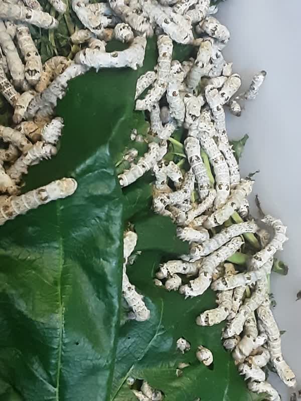 کارگاه پرورش کرم ابریشم در کانون البرز