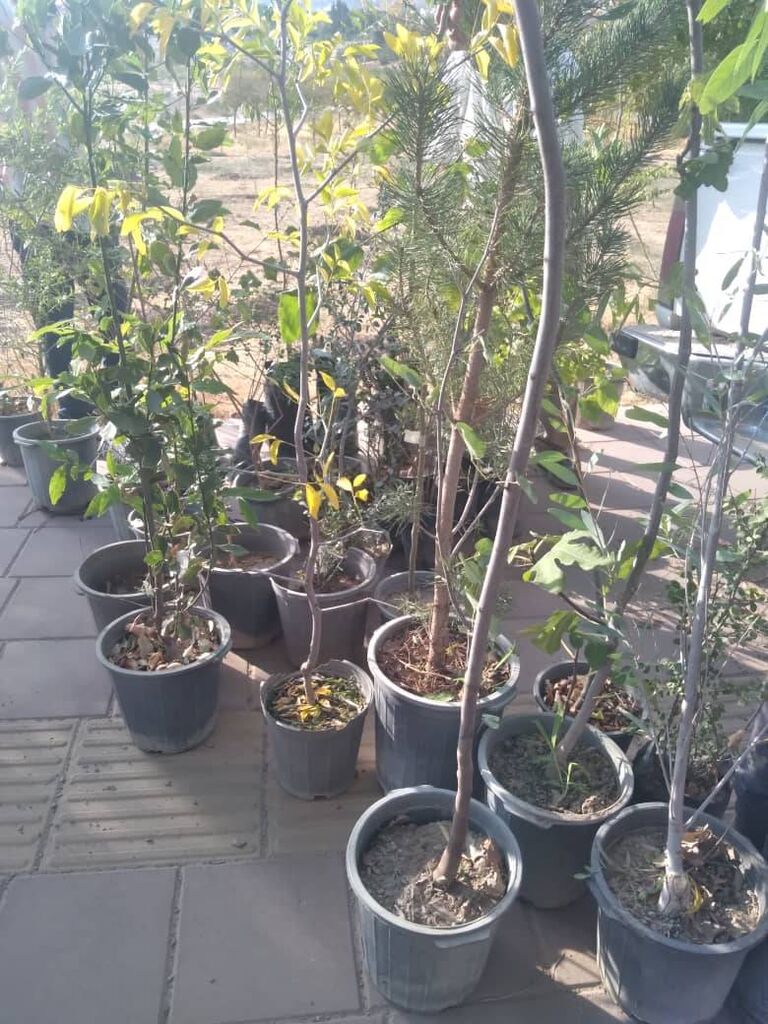کاشت نهال در مرکز لواسان استان تهران