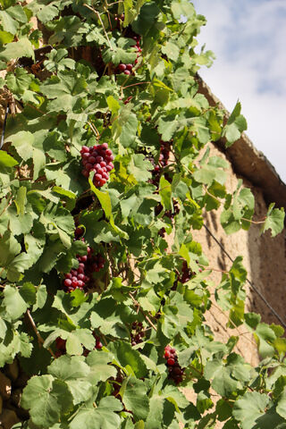 اردو انجمن عکاسان_مرکزی