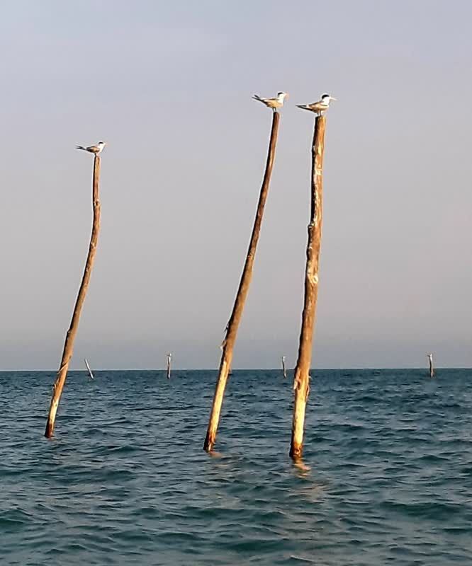 درخشش مربی مسئولان کانون هرمزگان در دومین مسابقه منطقهای عکاسی خلیج فارس