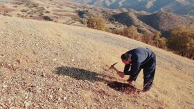 یکی از کارکنان مرکز جوانرود اوقات فراغت خود را به کاشت بلوط در ارتفاعات زاگرس اختصاص داد