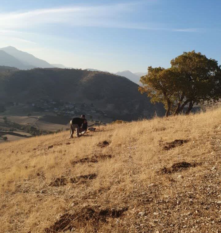 یکی از کارکنان مرکز جوانرود اوقات فراغت خود را به کاشت بلوط در ارتفاعات زاگرس اختصاص داد