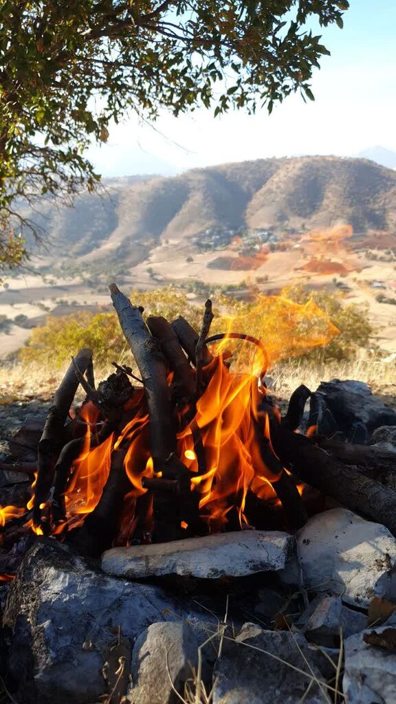 یکی از کارکنان مرکز جوانرود اوقات فراغت خود را به کاشت بلوط در ارتفاعات زاگرس اختصاص داد