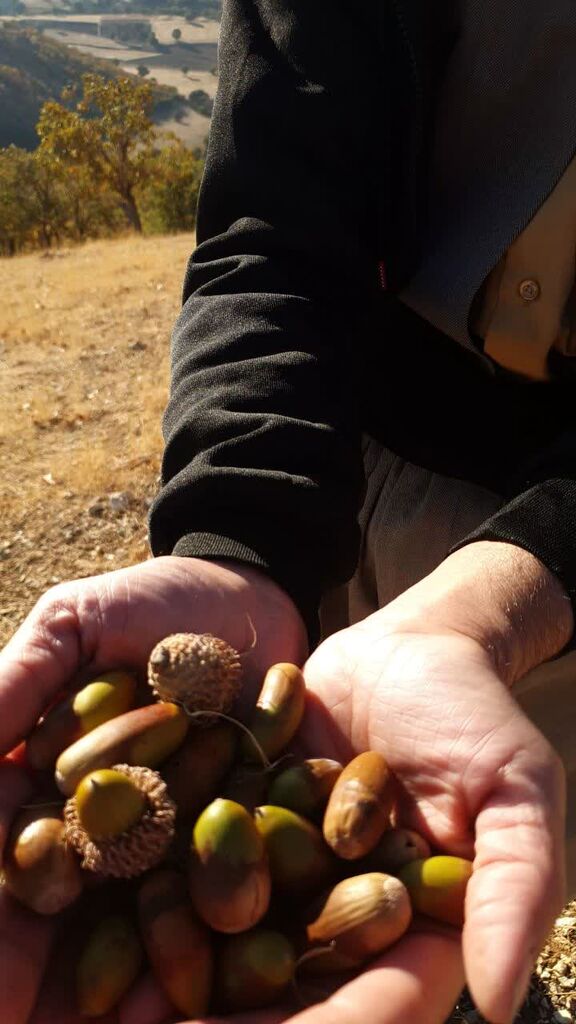 یکی از کارکنان مرکز جوانرود اوقات فراغت خود را به کاشت بلوط در ارتفاعات زاگرس اختصاص داد