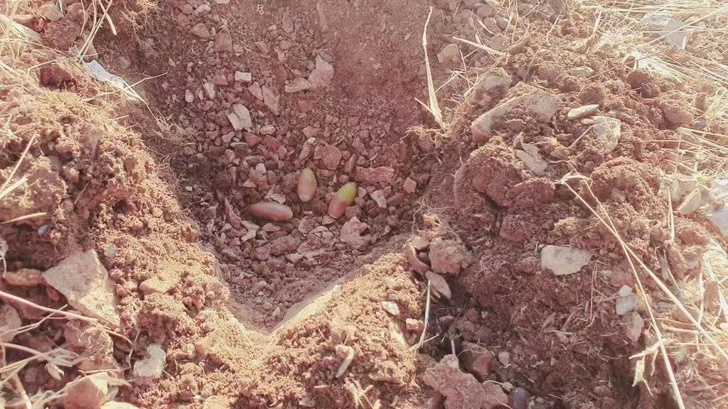 یکی از کارکنان مرکز جوانرود اوقات فراغت خود را به کاشت بلوط در ارتفاعات زاگرس اختصاص داد