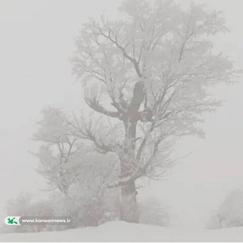 سروش عرب نژاد 15 سال مرکز گنبد دو گلستان