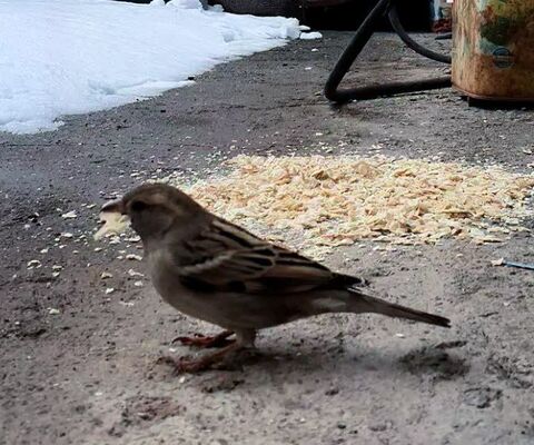 کرمانشاه. برف