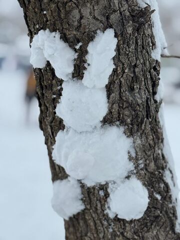 کرمانشاه.  مربیان و اعضا در روزهای برفی