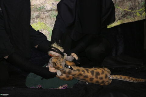 نوجوانان شیرازی به تماشای نمایش عروسکی «آن شب مهتاب» نشستند