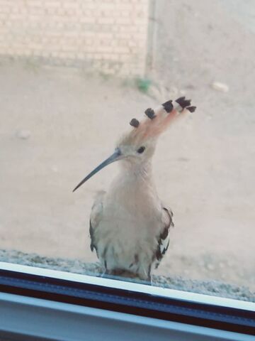 فاطمه ورمزیار- عضو کتابخانه سیار شهری همدان