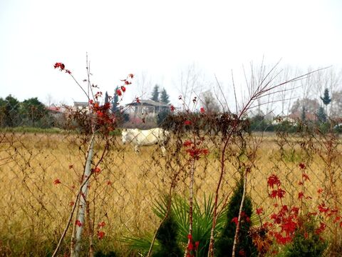 شهرزاد بیاتی- مربی فرهنگی- هنری