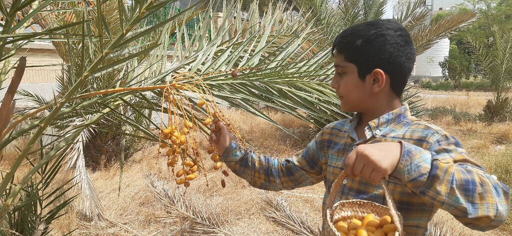 سقوطِ طلای شیرین بر دستان نسل نو؛ وقتی کودکان با هویت جنوب پیوند می‌خورند