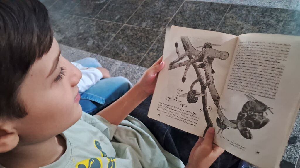 بررسی زندگی زنبور عسل در کانون کنگاور انجام شد