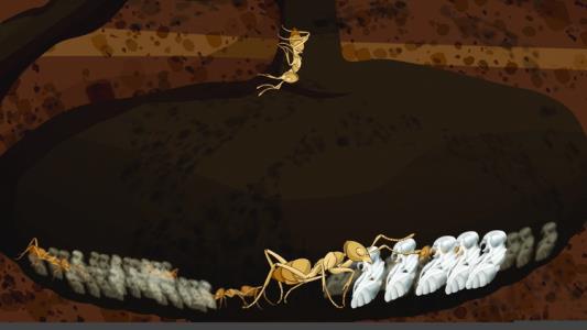 نمایش «زندگی مورچه‌ها» در بخش مسابقه جشنواره بین‌المللی فیلم‏های نوجوانان